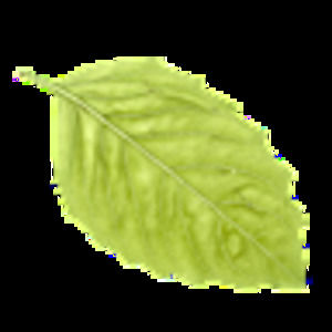 Meet your Posher, Kristi slack